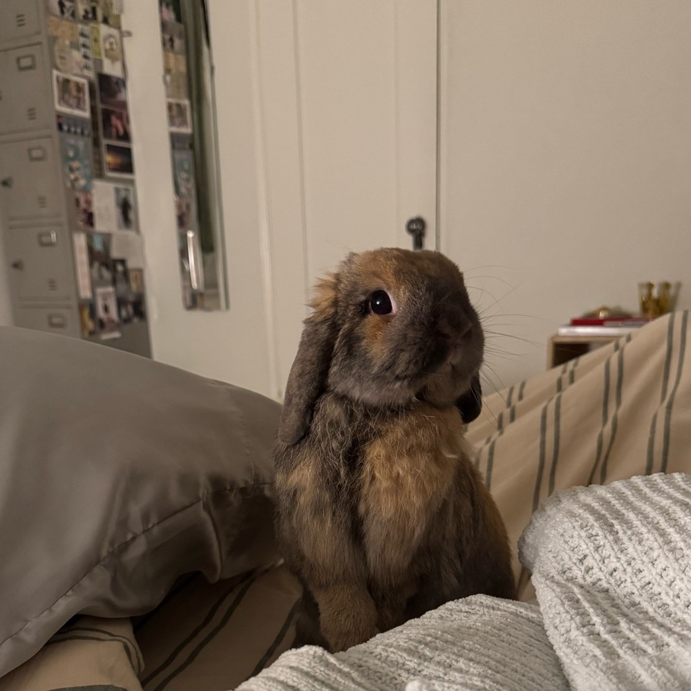 Meet your Posher, Casey